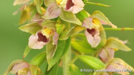 Wilde orchideeën. Lezing en wandeling. Deze lezing is volzet.