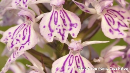 Wilde orchideeën. Lezing en wandeling. Deze lezing is volzet!